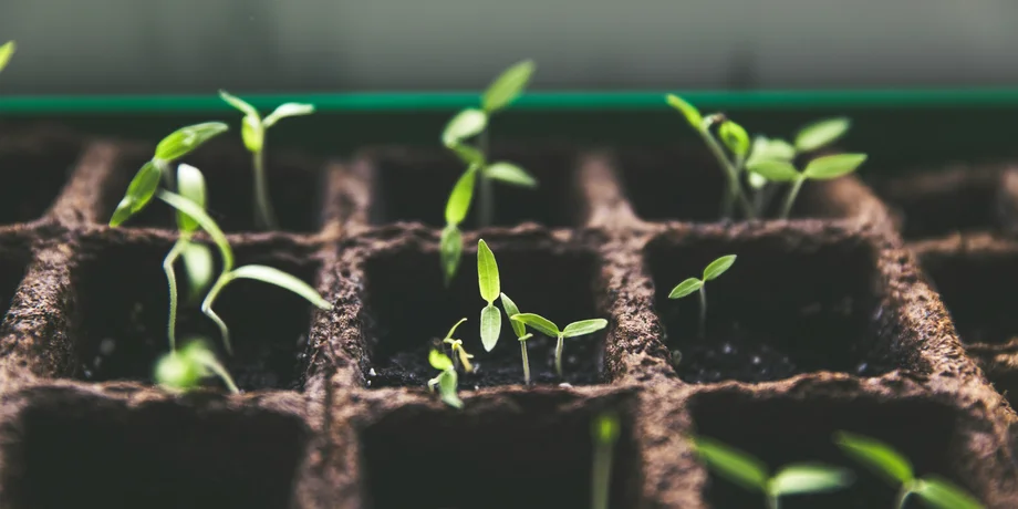 plants sprouting