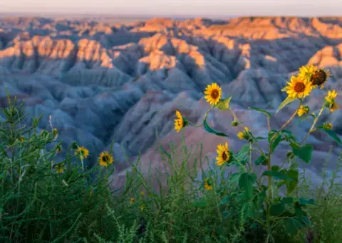 Sunflower scene in Todd County, South Dakota.